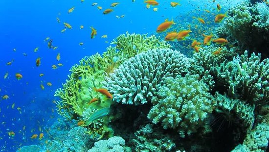 Renforcement de la gestion et de la protection des récifs coralliens à Quy Nhon